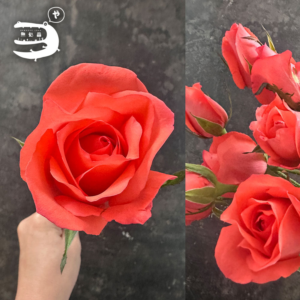 Rose : 10stems directly send from the farm in Cameron Highlands