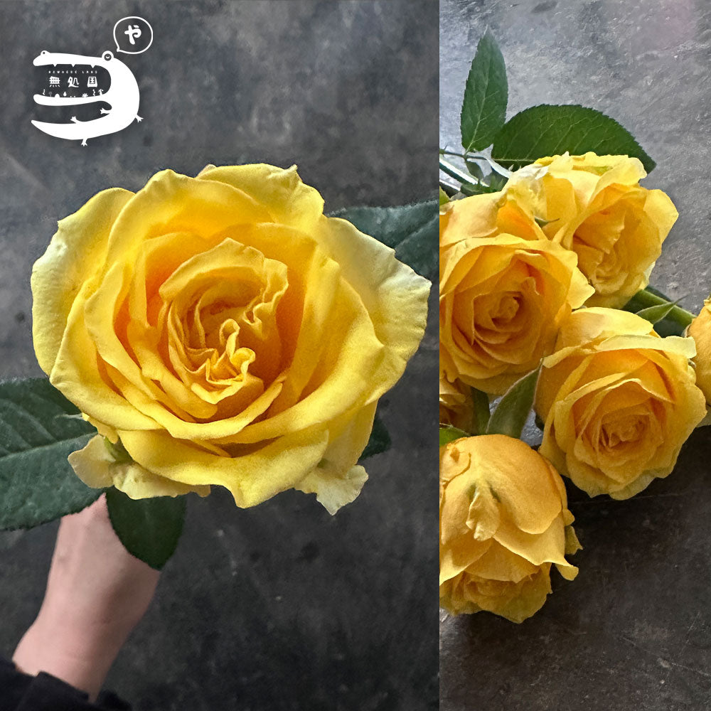 [DIY] Fresh Rose Bouquet Set– Fresh Cut Flowers Malaysia for DIY & Gifts