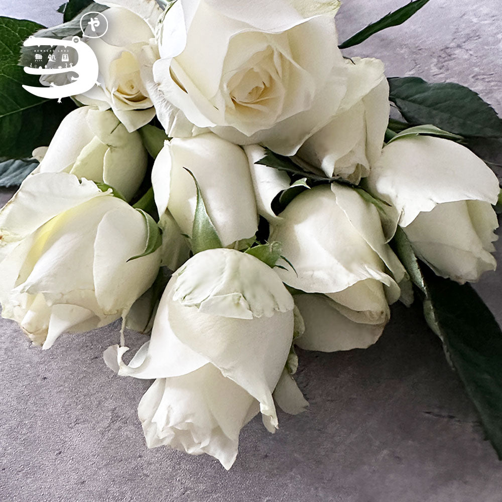 Fresh Rose : 10stems