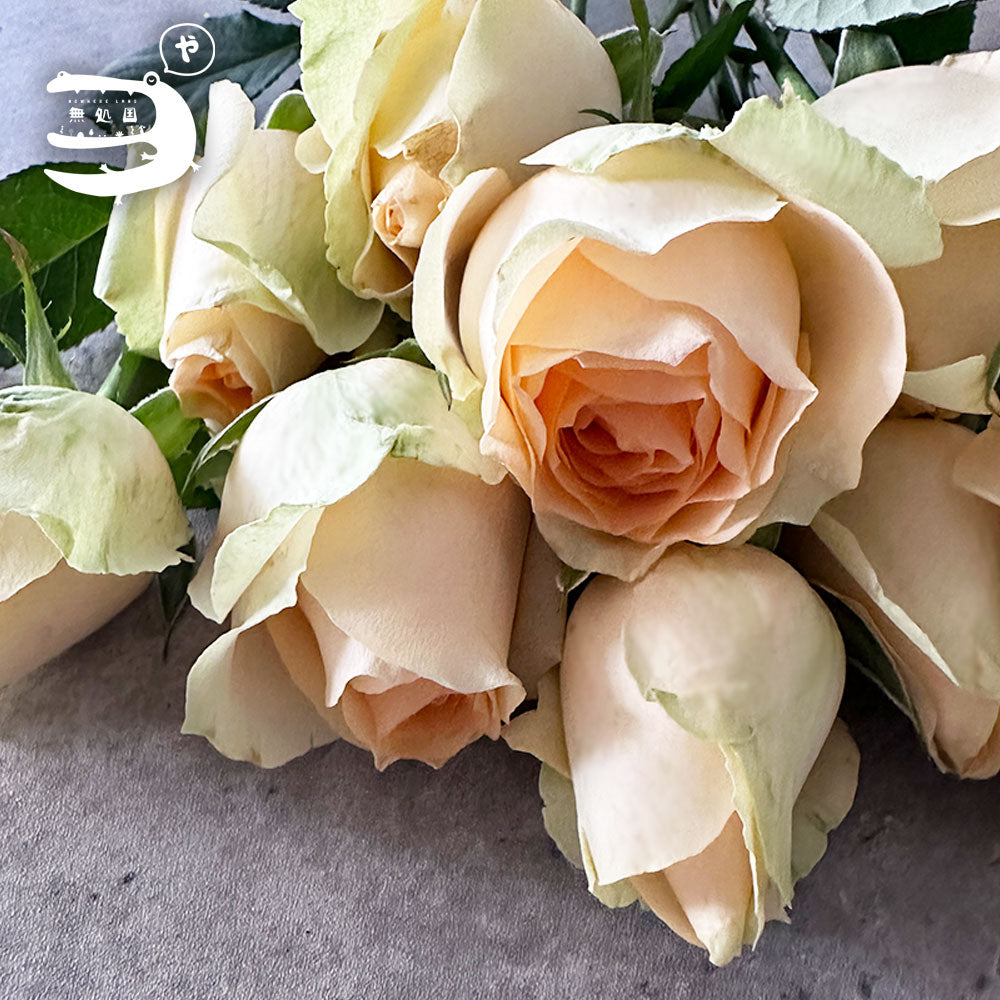 Fresh Rose : 10stems