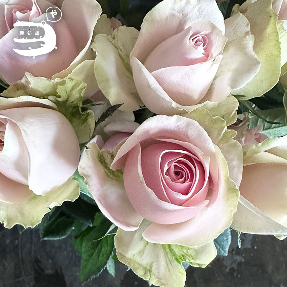 Fresh Rose : 10stems