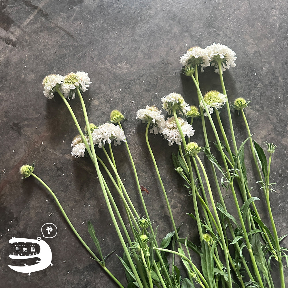 Scabiosa (Pincushion) : 3 stems/5 stems - Unique Fresh Flowers from Cameron Highlands | Nowhereland