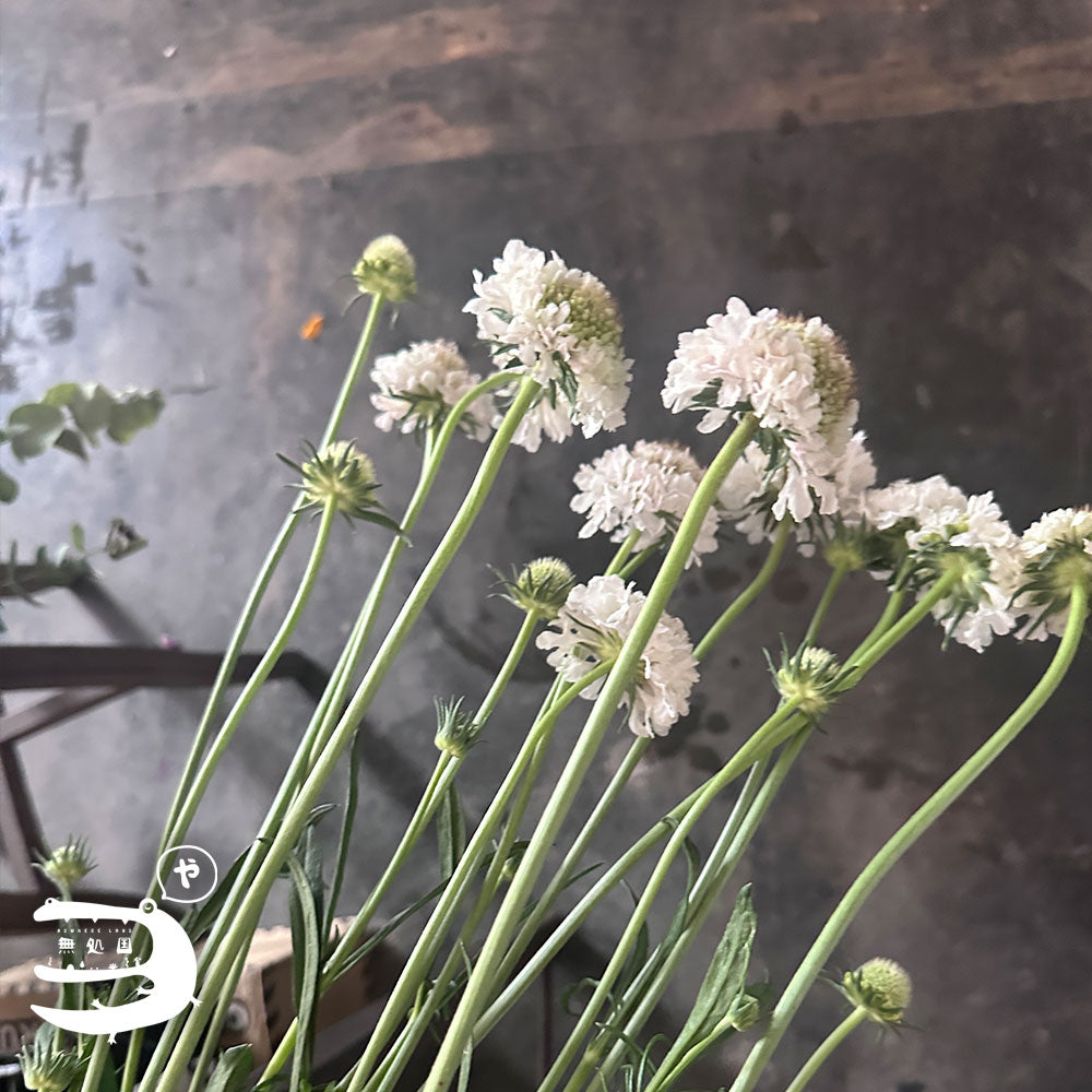 Scabiosa (Pincushion) : 3 stems/5 stems - Unique Fresh Flowers from Cameron Highlands | Nowhereland