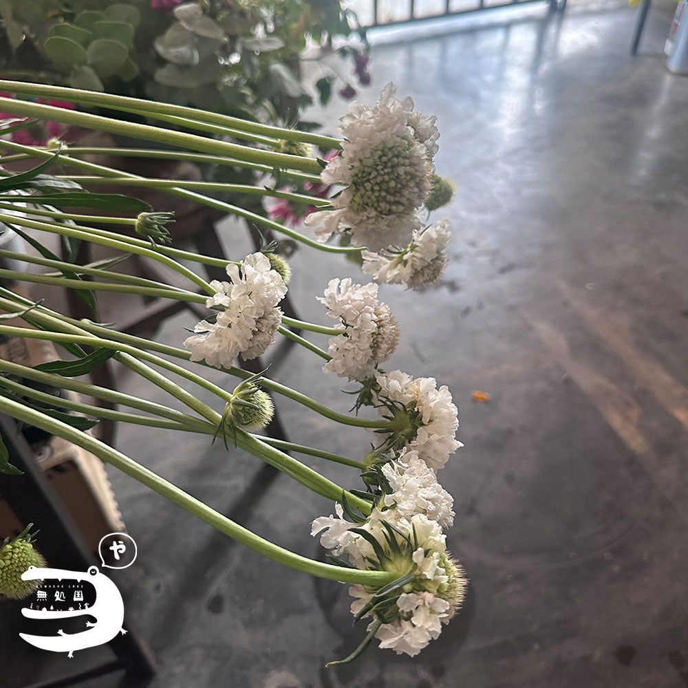 Scabiosa (Pincushion) : 3 stems/5 stems - Unique Fresh Flowers from Cameron Highlands | Nowhereland