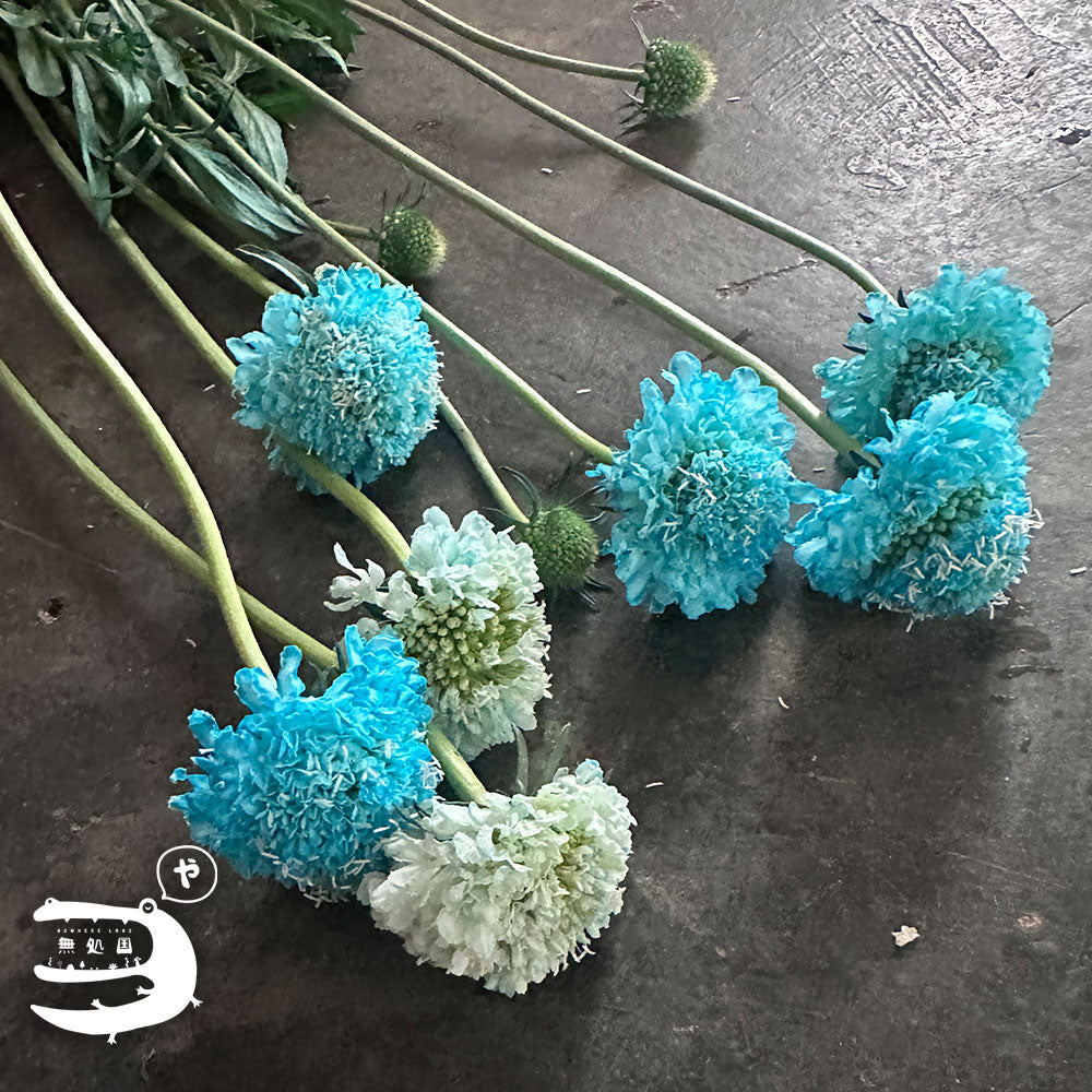 Scabiosa (Pincushion) : 3 stems/5 stems - Unique Fresh Flowers from Cameron Highlands | Nowhereland