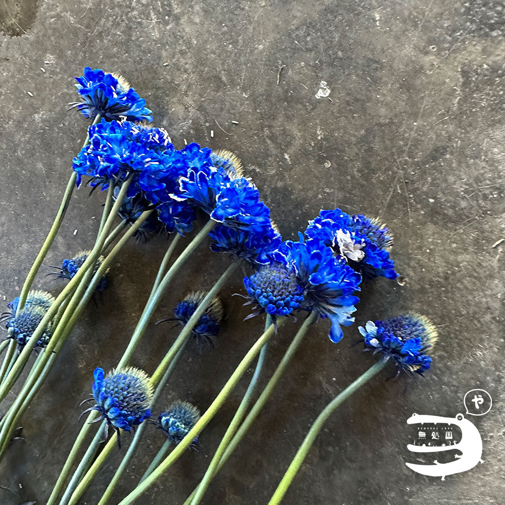 Scabiosa (Pincushion) : 3 stems/5 stems - Unique Fresh Flowers from Cameron Highlands | Nowhereland