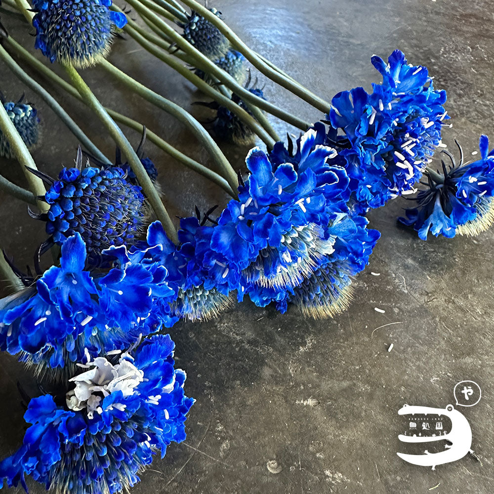 Scabiosa (Pincushion) : 3 stems/5 stems - Unique Fresh Flowers from Cameron Highlands | Nowhereland
