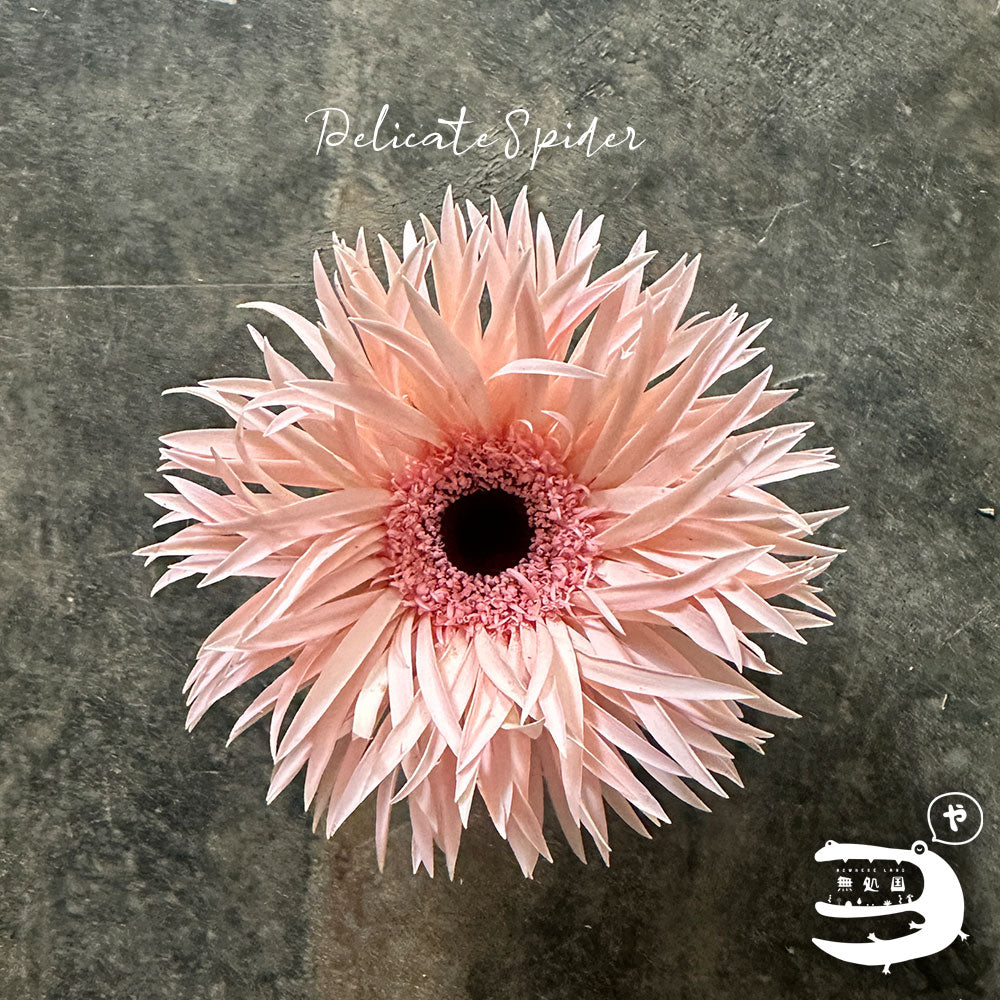 Gerbera Spider: 10 stems– Rare Gerbera Malaysia | Farm Fresh Flowers
