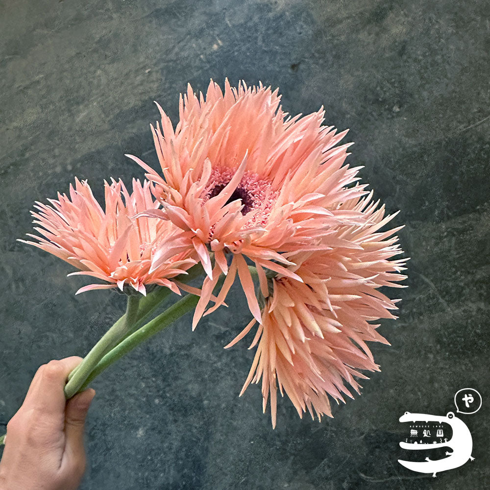 Gerbera Spider: 10 stems– Rare Gerbera Malaysia | Farm Fresh Flowers