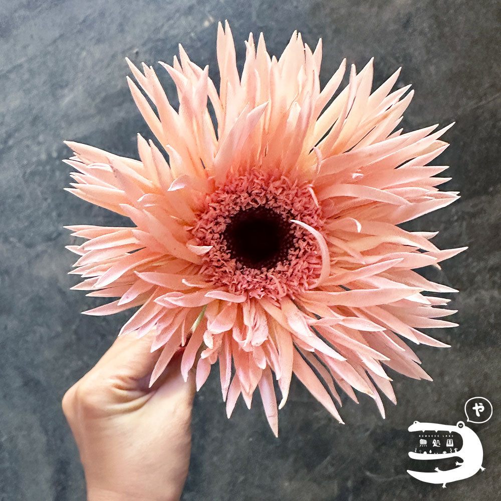 Gerbera Spider: 10 stems– Rare Gerbera Malaysia | Farm Fresh Flowers