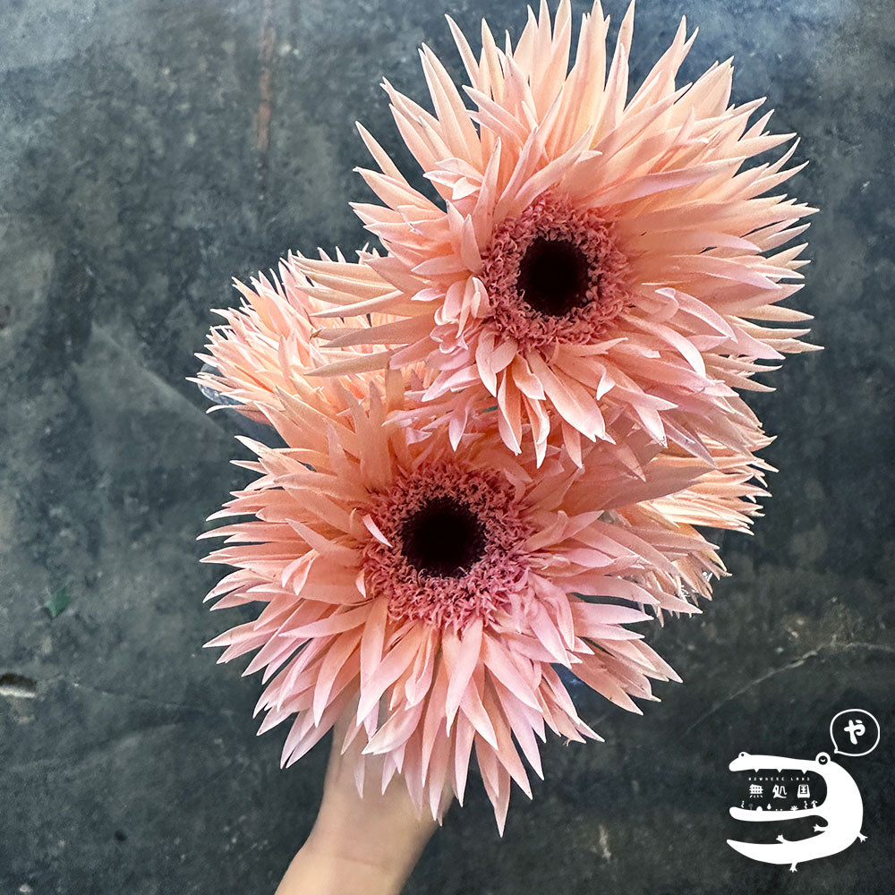 Gerbera Spider: 10 stems– Rare Gerbera Malaysia | Farm Fresh Flowers
