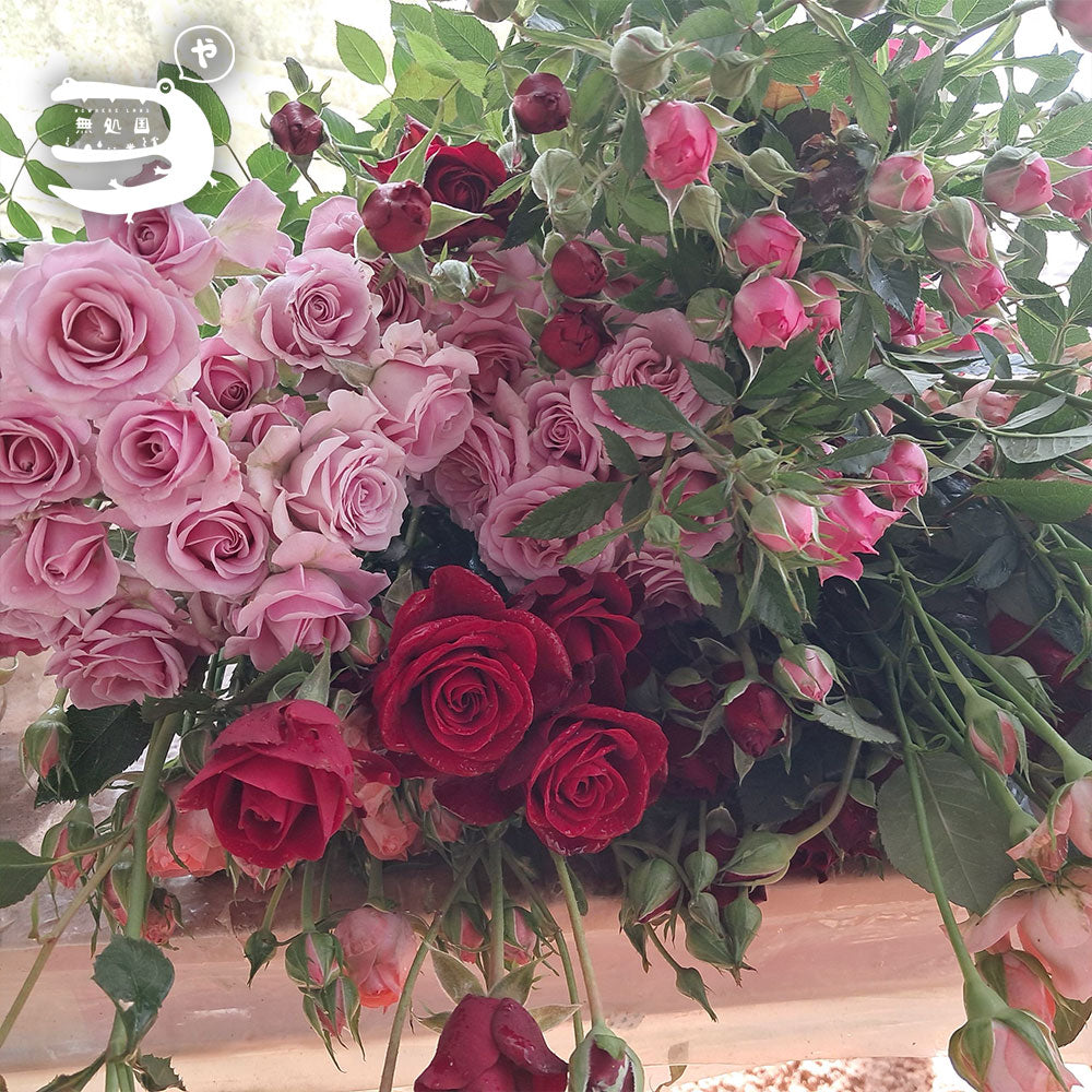 Spray Rose[3stems]: Directly send from the farm in Cameron Highlands [Fresh Flower][3stems]