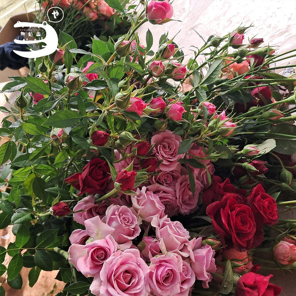 Spray Rose[3stems]: Directly send from the farm in Cameron Highlands [Fresh Flower][3stems]