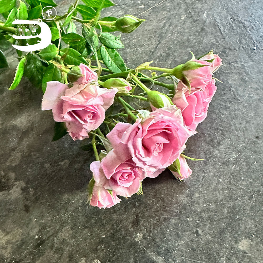 Spray Rose[3stems]: Directly send from the farm in Cameron Highlands [Fresh Flower][3stems]