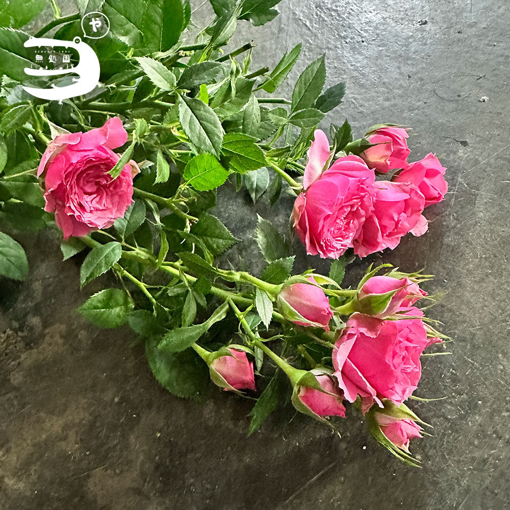 Spray Rose[3stems]: Directly send from the farm in Cameron Highlands [Fresh Flower][3stems]