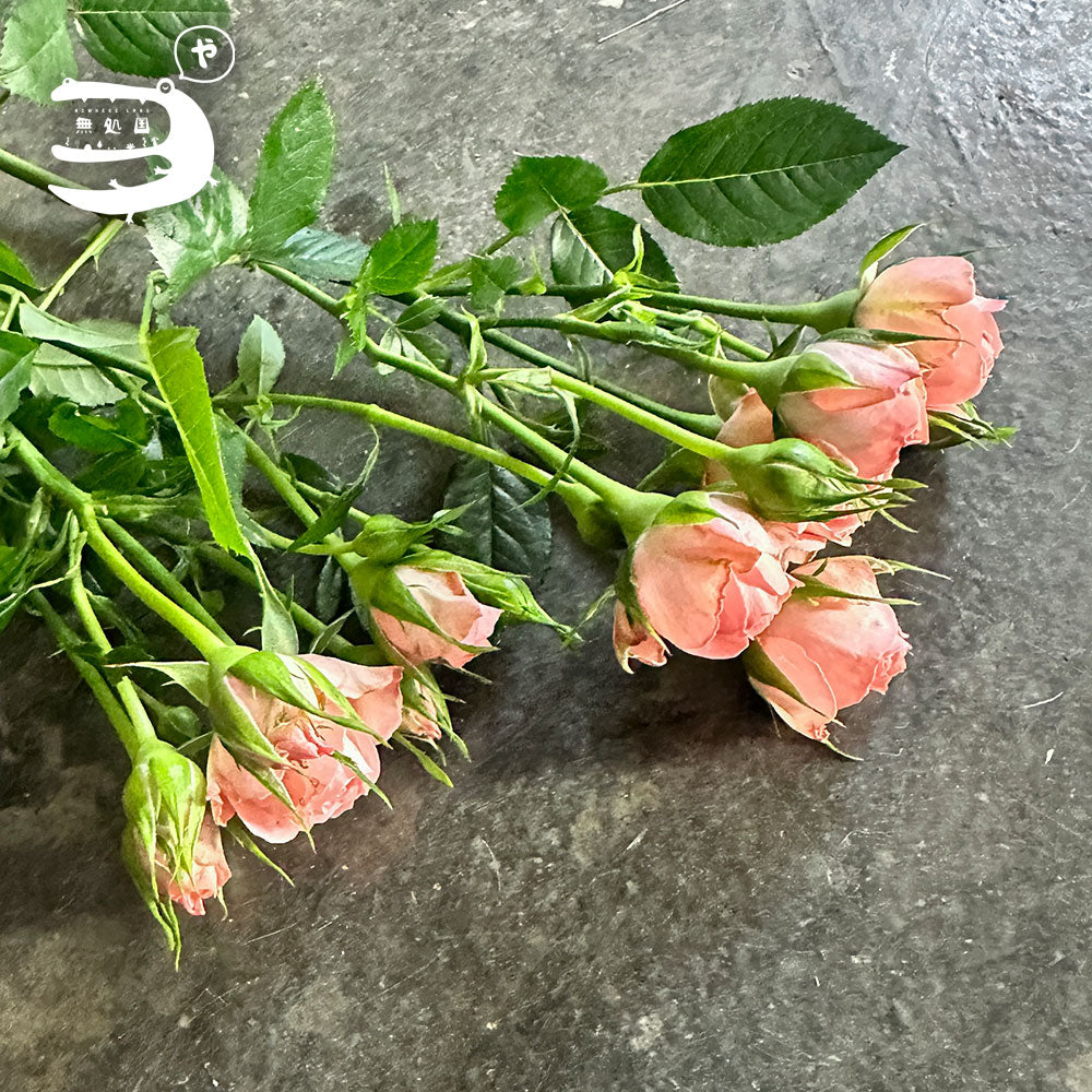 Spray Rose[3stems]: Directly send from the farm in Cameron Highlands [Fresh Flower][3stems]