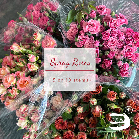 Spray Roses [5 or 10 stems]: directly send from farm in Cameron Highlands