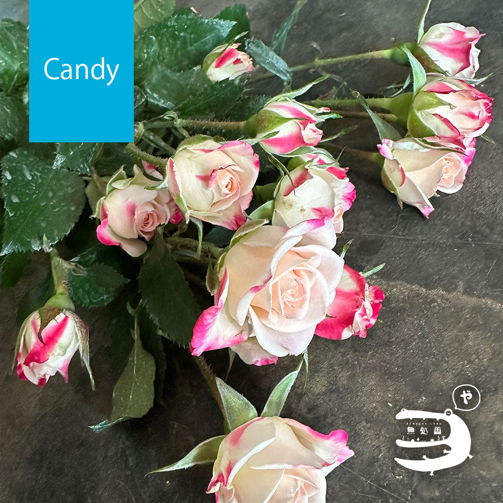 Spray Roses [5 or 10 stems]: directly send from farm in Cameron Highlands