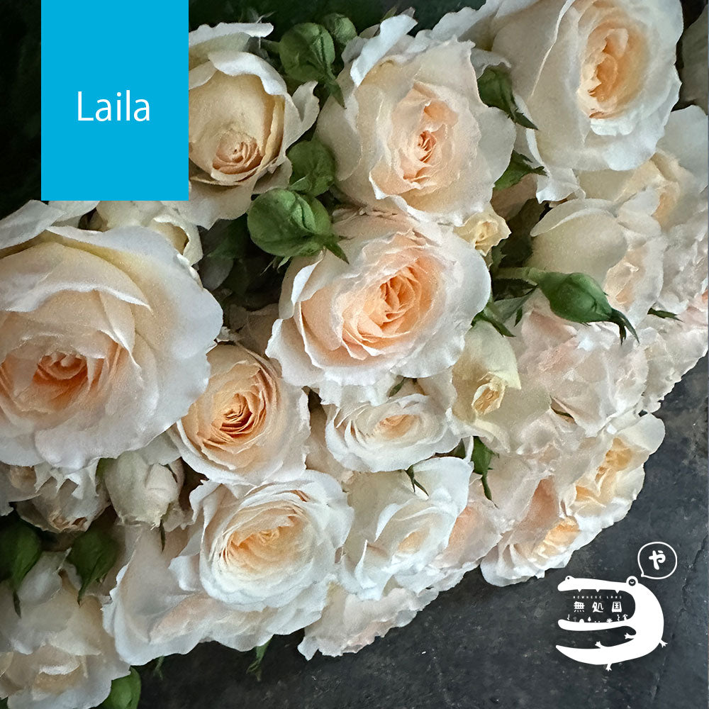 Spray Roses [5 or 10 stems]: directly send from farm in Cameron Highlands