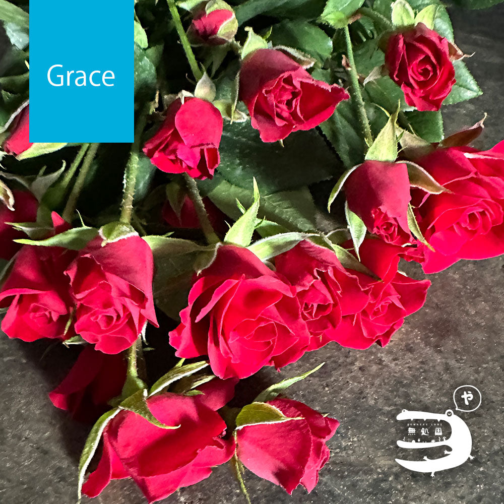 Spray Roses [5 or 10 stems]: directly send from farm in Cameron Highlands