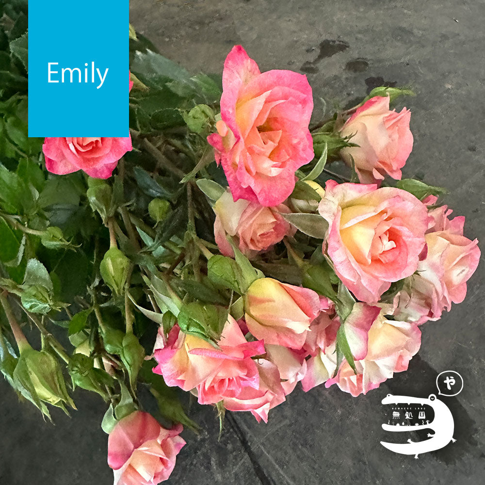 Spray Roses [5 or 10 stems]: directly send from farm in Cameron Highlands