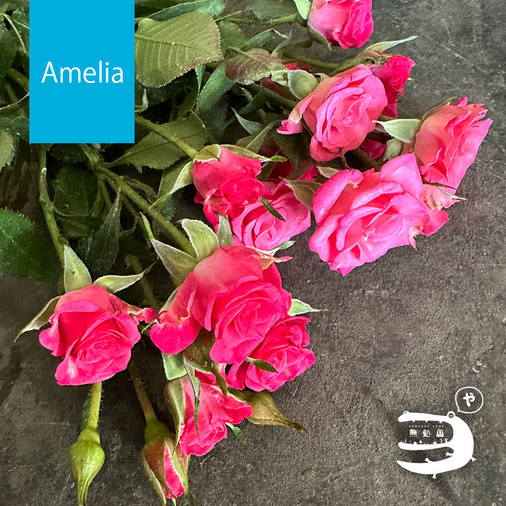 Spray Roses [5 or 10 stems]: directly send from farm in Cameron Highlands