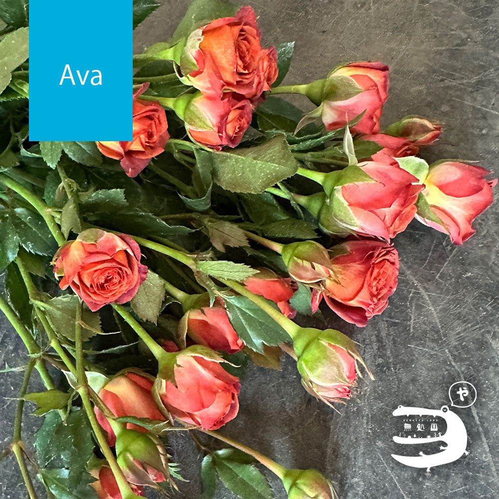 Spray Roses [5 or 10 stems]: directly send from farm in Cameron Highlands