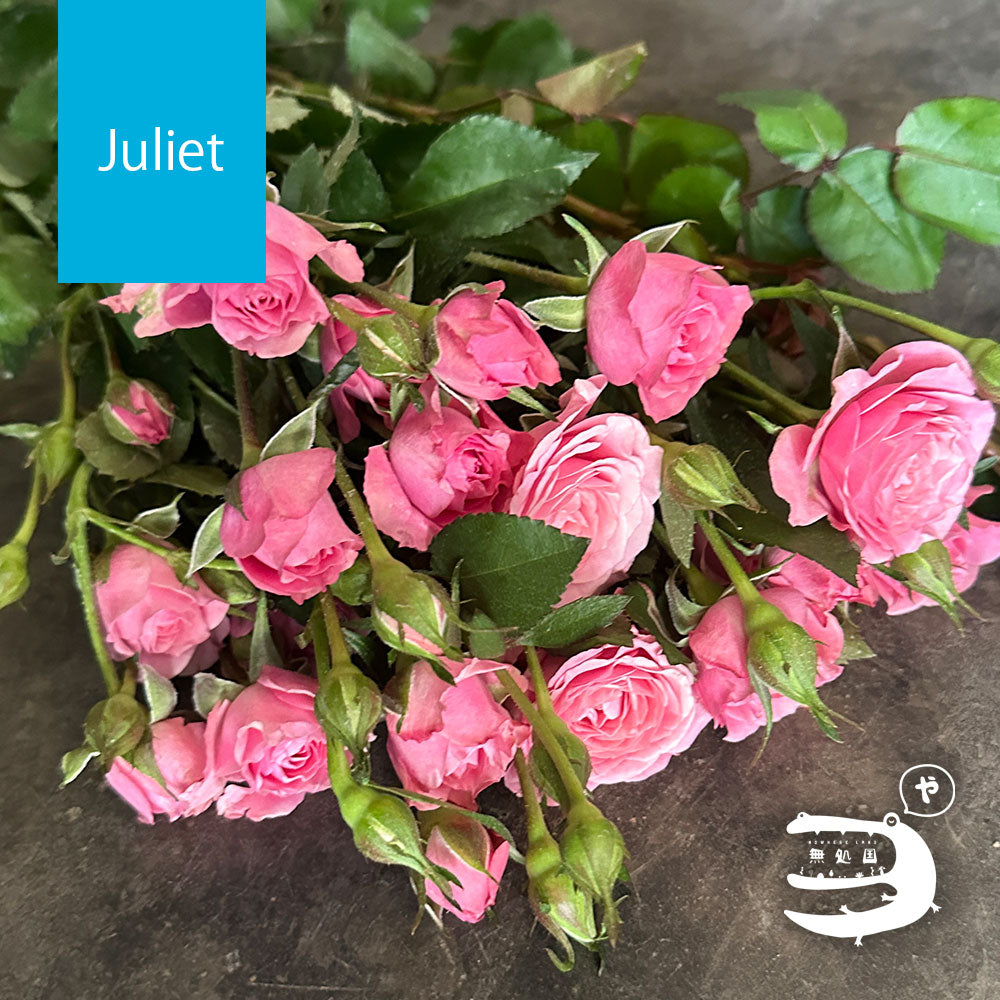 Spray Roses [5 or 10 stems]: directly send from farm in Cameron Highlands