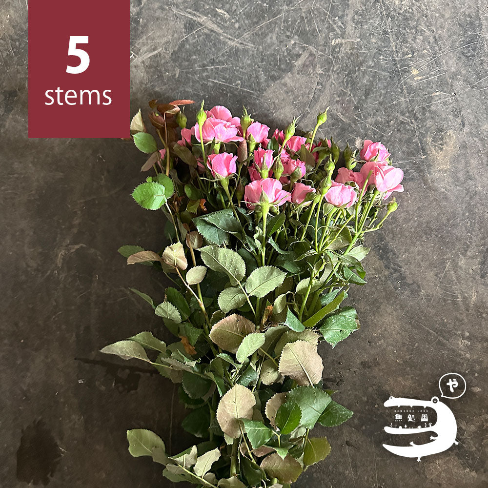 Spray Roses [5 or 10 stems]: directly send from farm in Cameron Highlands