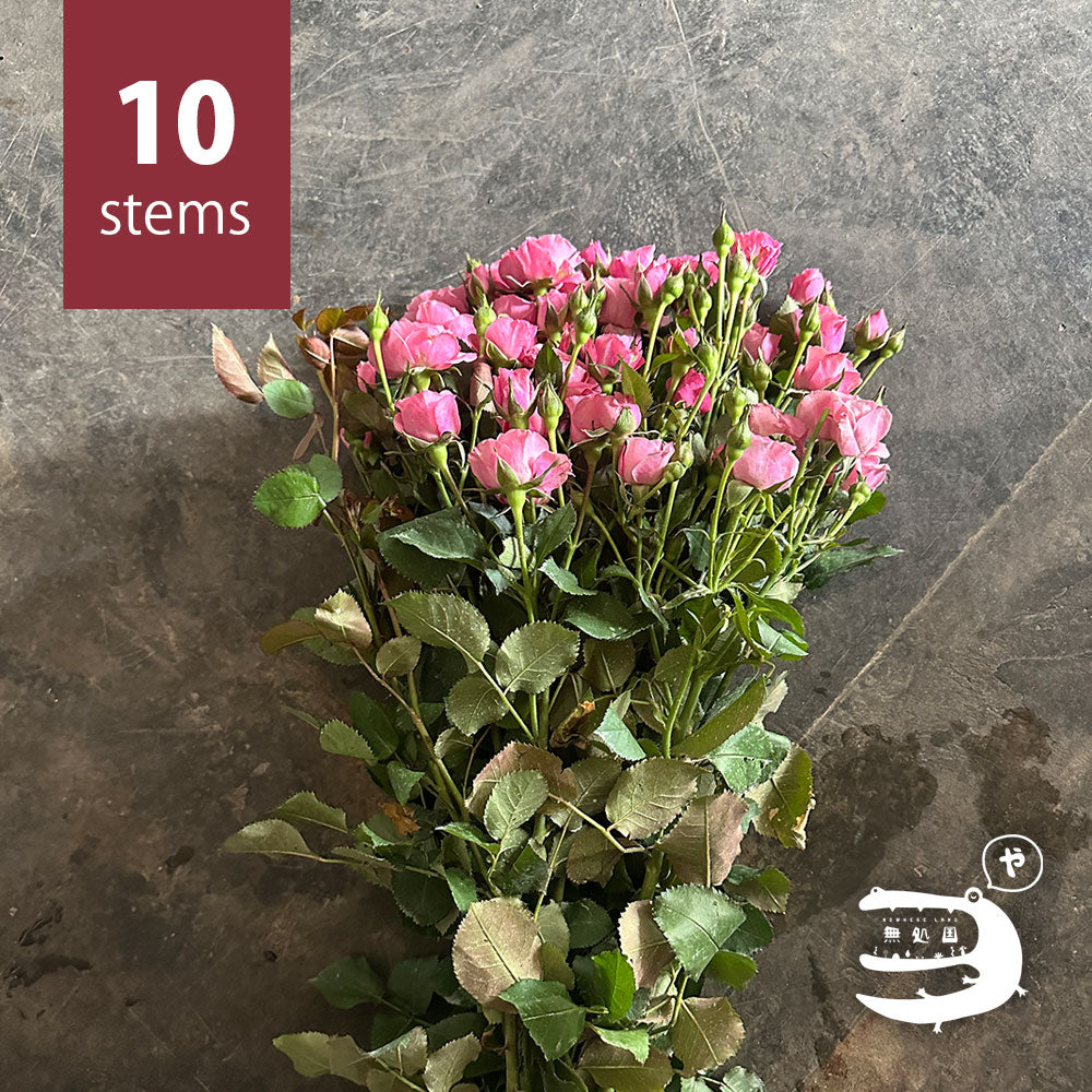 Spray Roses [5 or 10 stems]: directly send from farm in Cameron Highlands