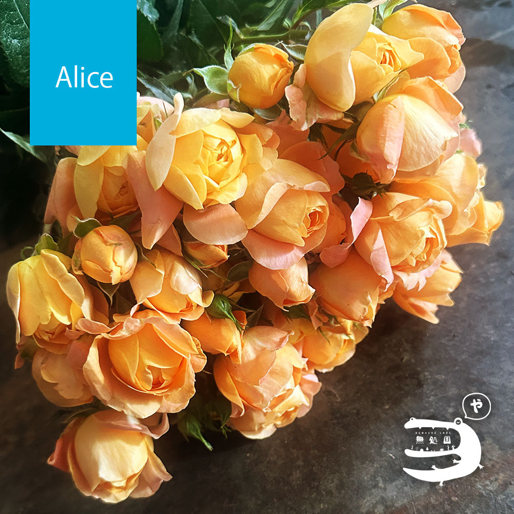 Spray Roses [5 or 10 stems]: directly send from farm in Cameron Highlands