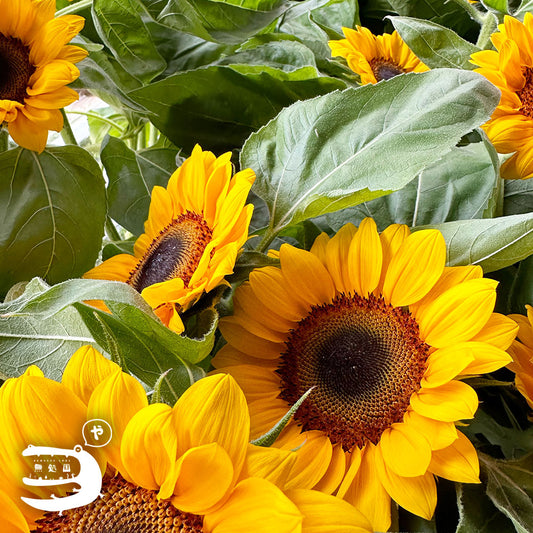 Sunflower [Top-Grade] : 3stems/5stems