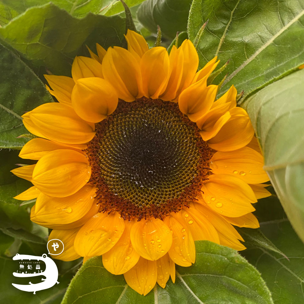 Sunflower [Top-Grade] : 3stems/5stems