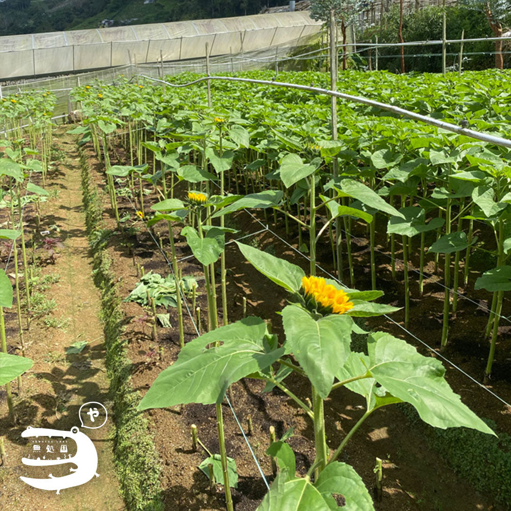 Sunflower [Top-Grade] : 3stems/5stems