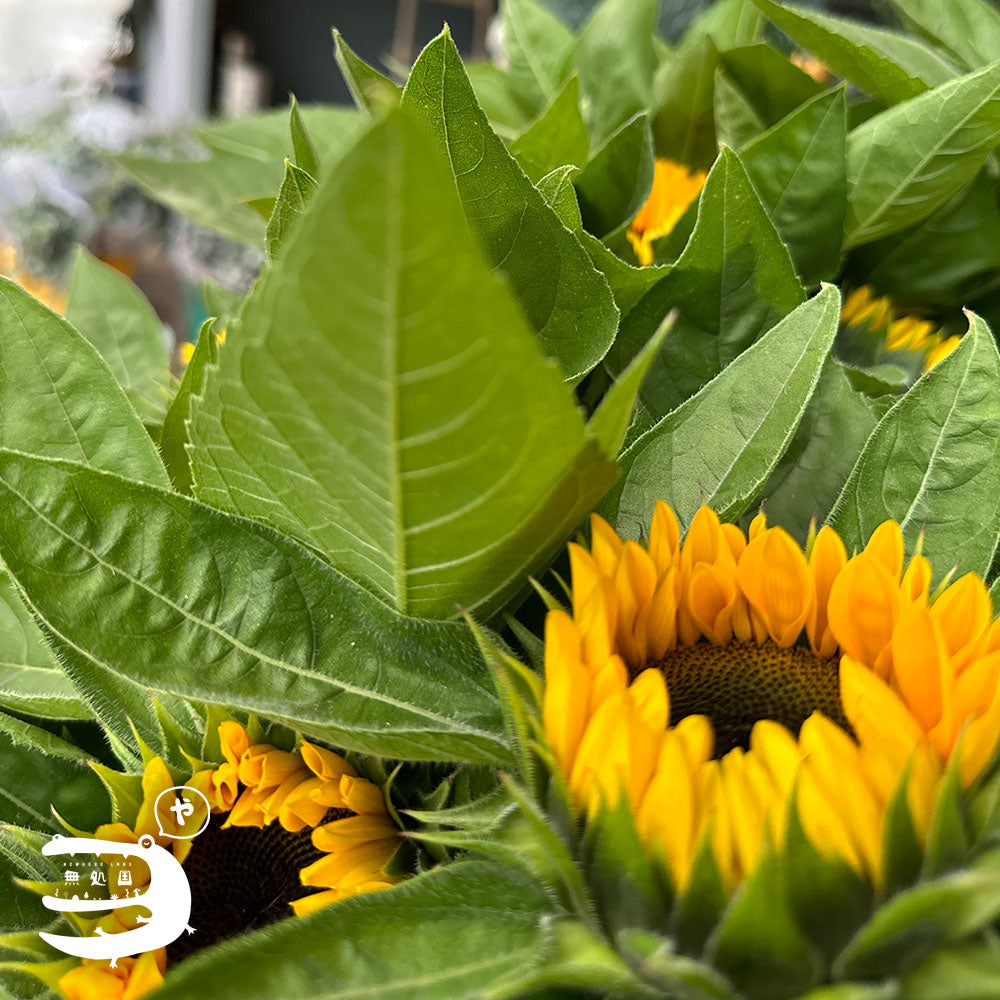 Sunflower [Top-Grade] : 3stems/5stems