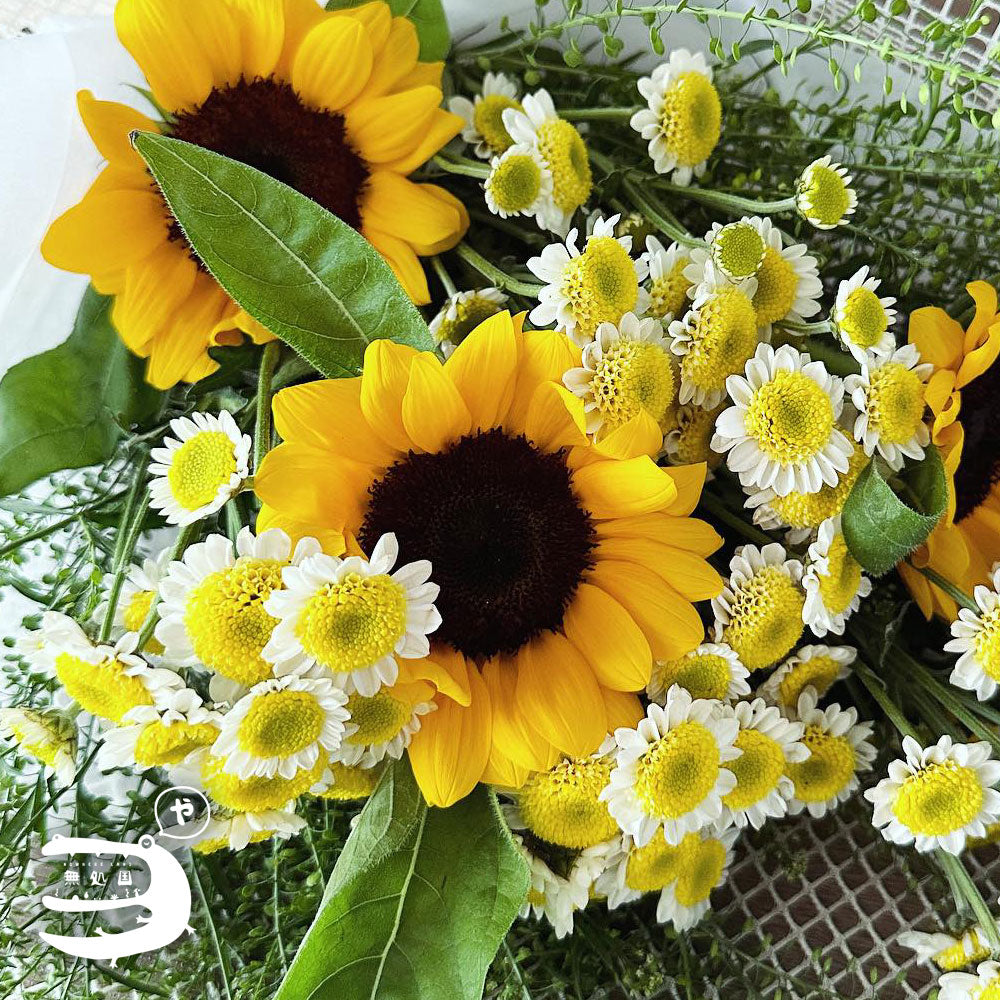 Sunflower [Top-Grade] : 3stems/5stems