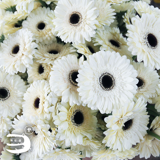 White Gerbera Daisy [Top-Grade] : 10stems