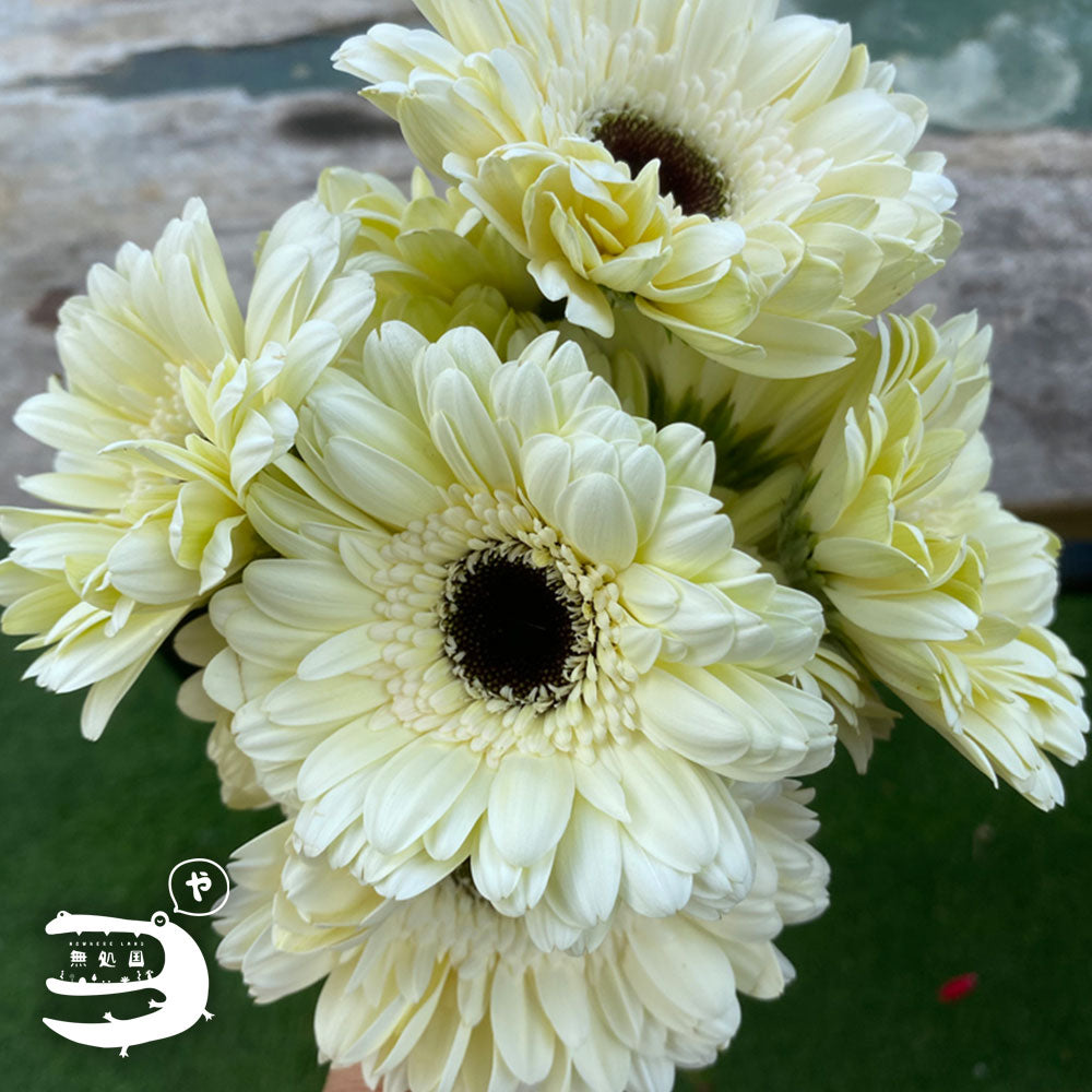 White Gerbera Daisy [Top-Grade] : 10stems