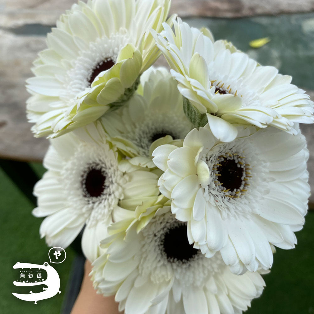 White Gerbera Daisy [Top-Grade] : 10stems