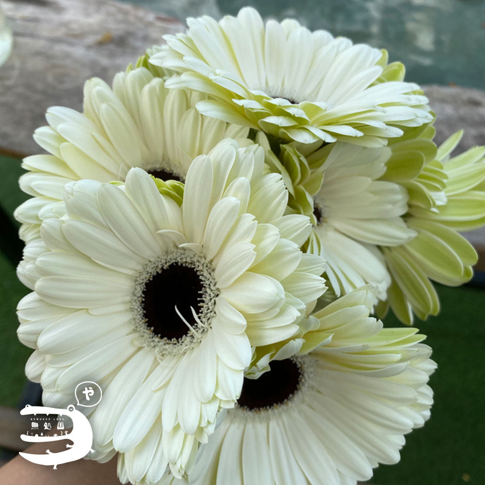 White Gerbera Daisy [Top-Grade] : 10stems