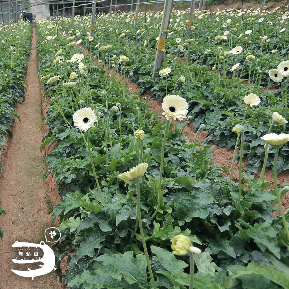 White Gerbera Daisy [Top-Grade] : 10stems