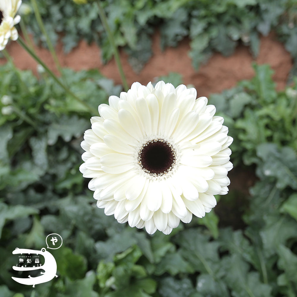 White Gerbera Daisy [Top-Grade] : 10stems