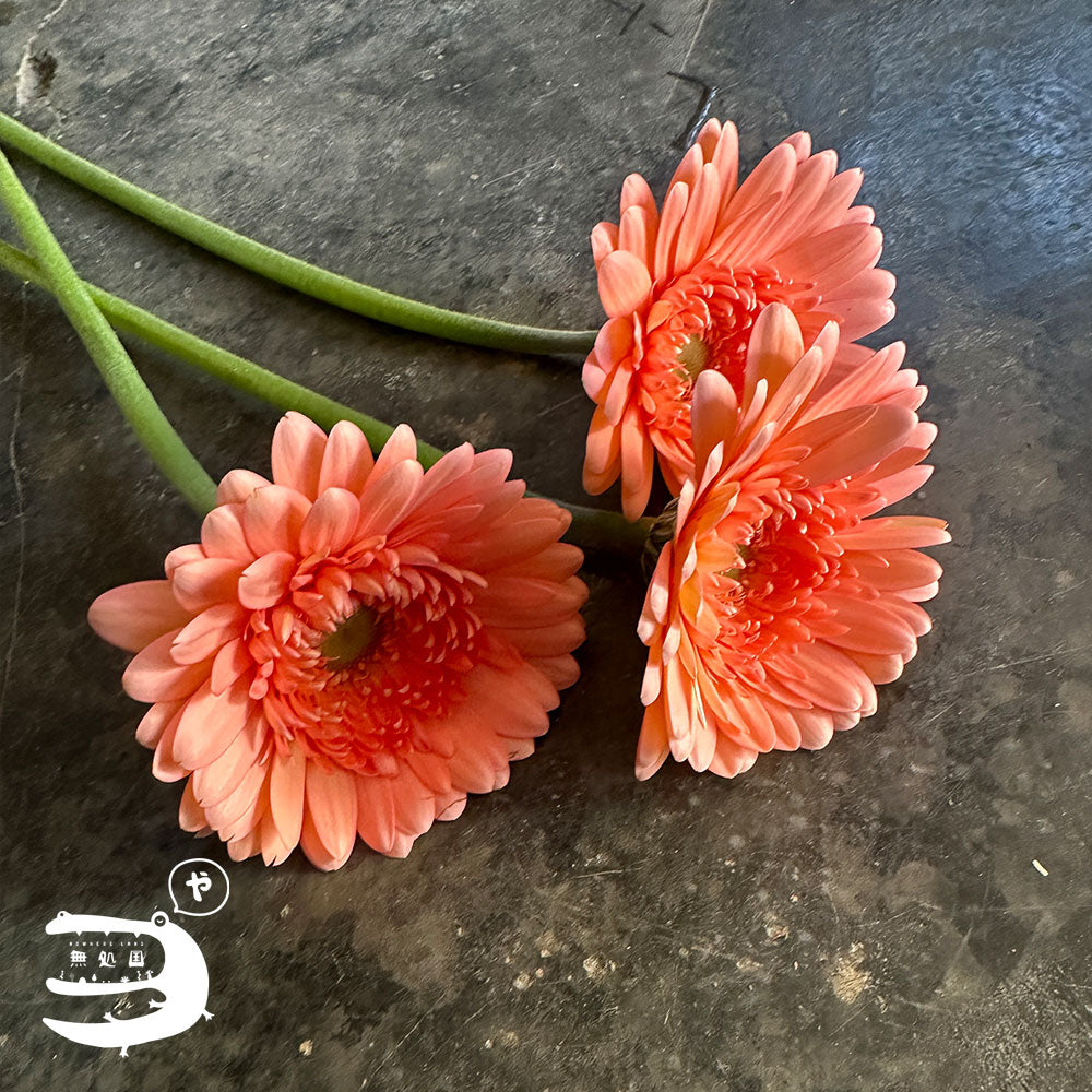 Yellow & Orange Gerbera Daisy [Top-Grade] : 10stems