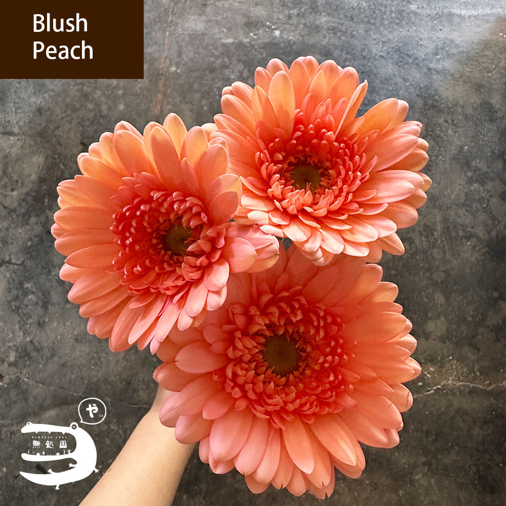 Yellow & Orange Gerbera Daisy [Top-Grade] : 10stems