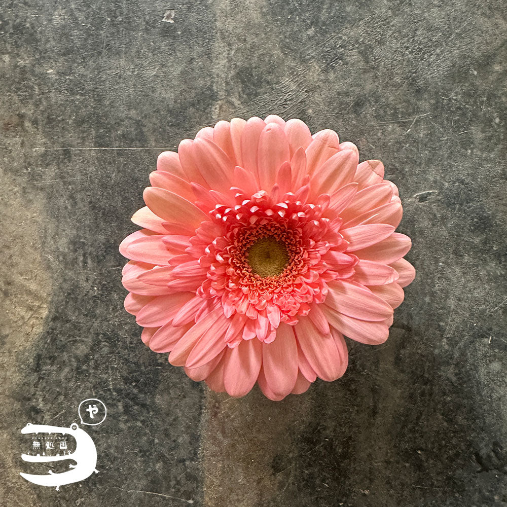 Yellow & Orange Gerbera Daisy [Top-Grade] : 10stems