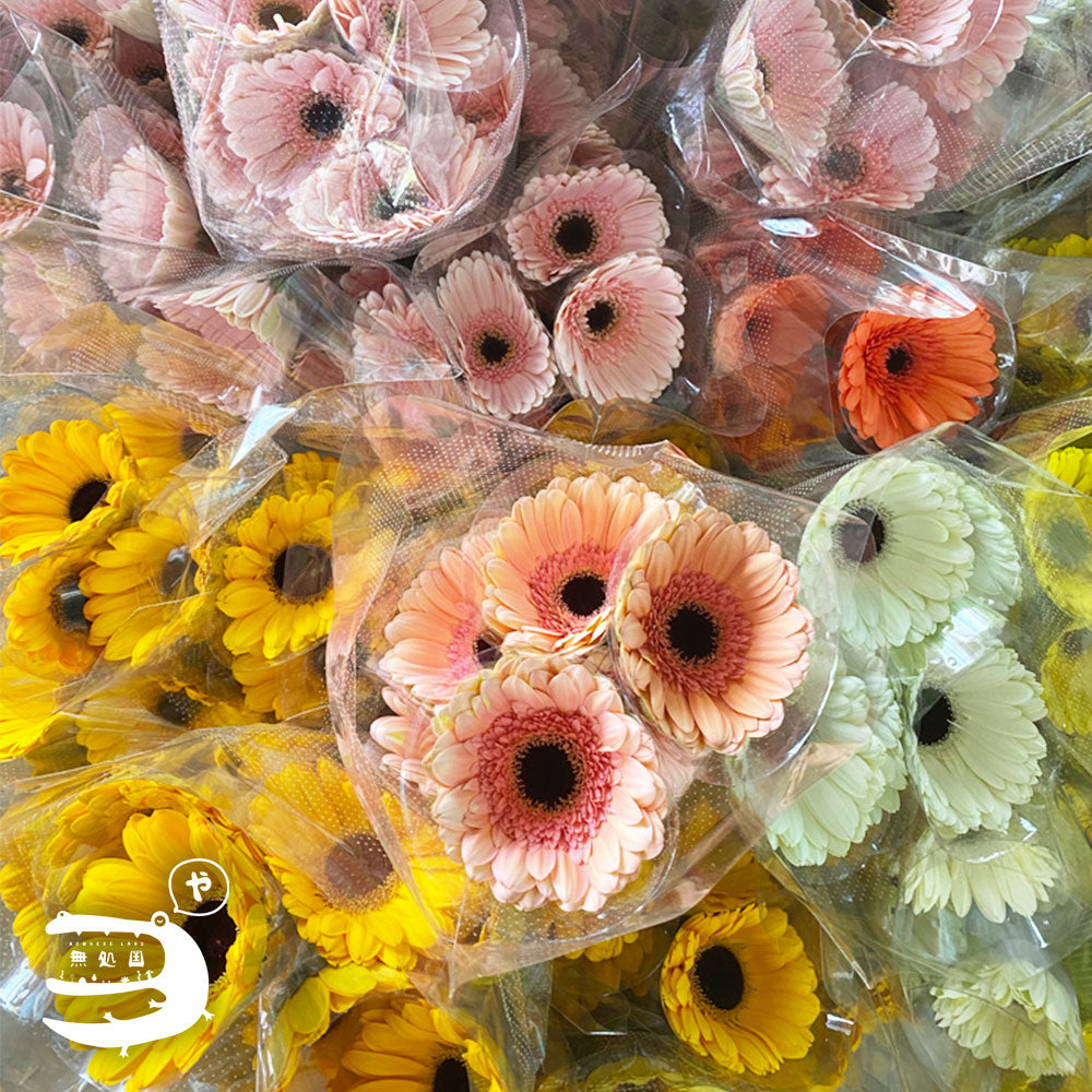 Yellow & Orange Gerbera Daisy [Top-Grade] : 10stems