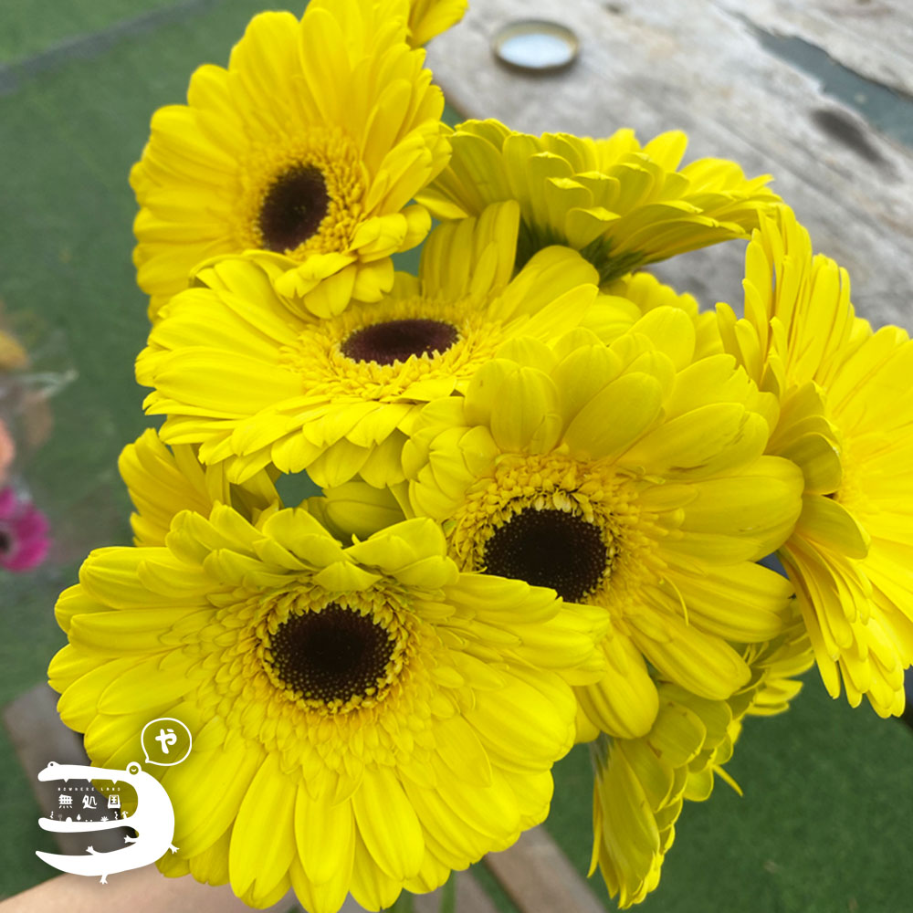 Yellow & Orange Gerbera Daisy [Top-Grade] : 10stems