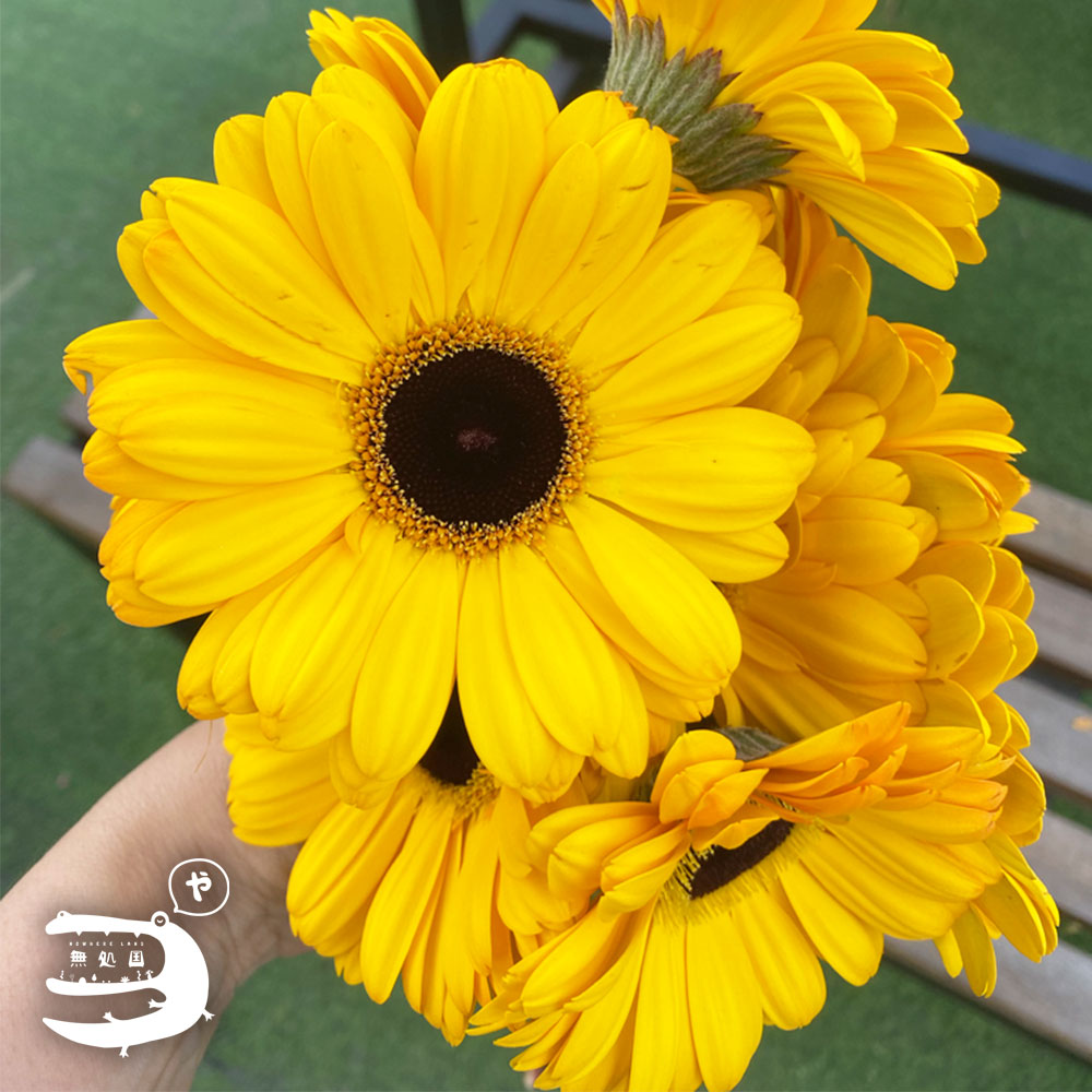 Yellow & Orange Gerbera Daisy [Top-Grade] : 10stems