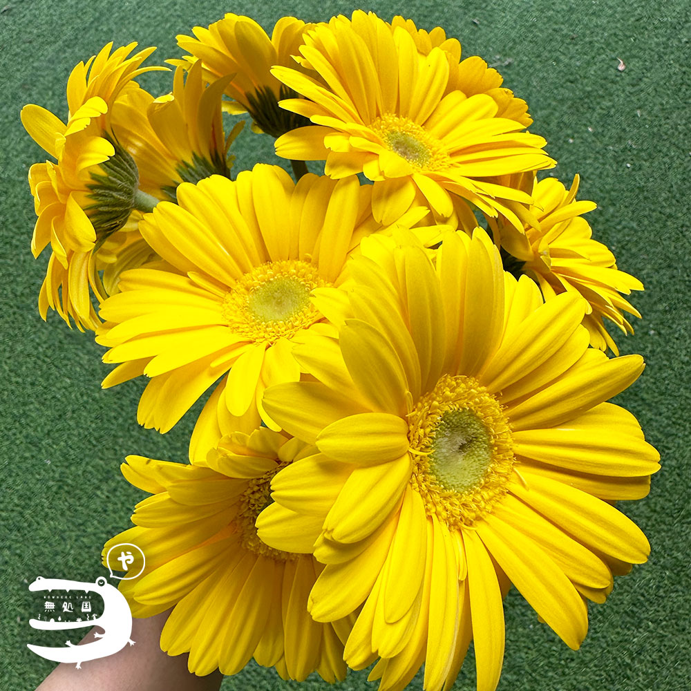 Yellow & Orange Gerbera Daisy [Top-Grade] : 10stems