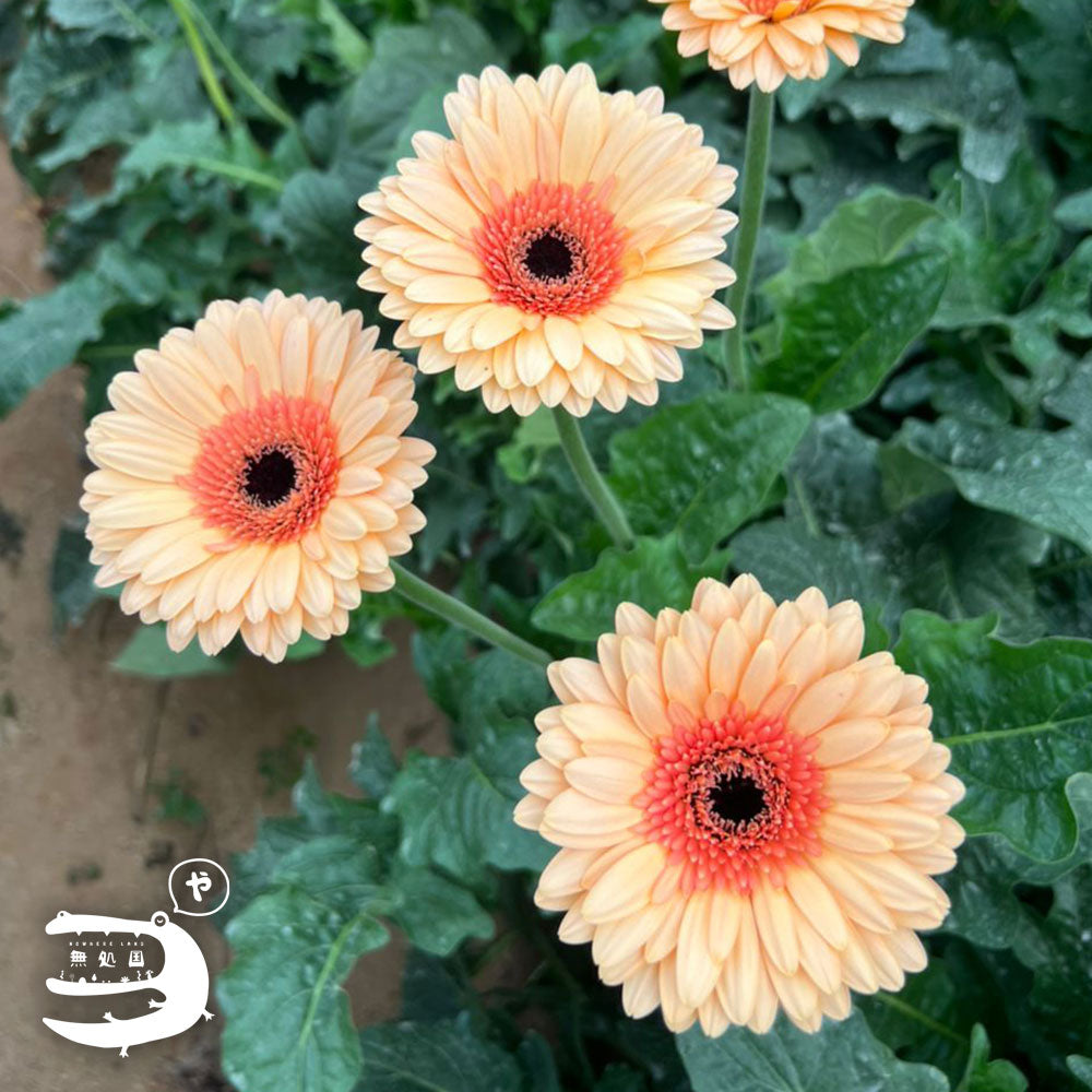 Yellow & Orange Gerbera Daisy [Top-Grade] : 10stems